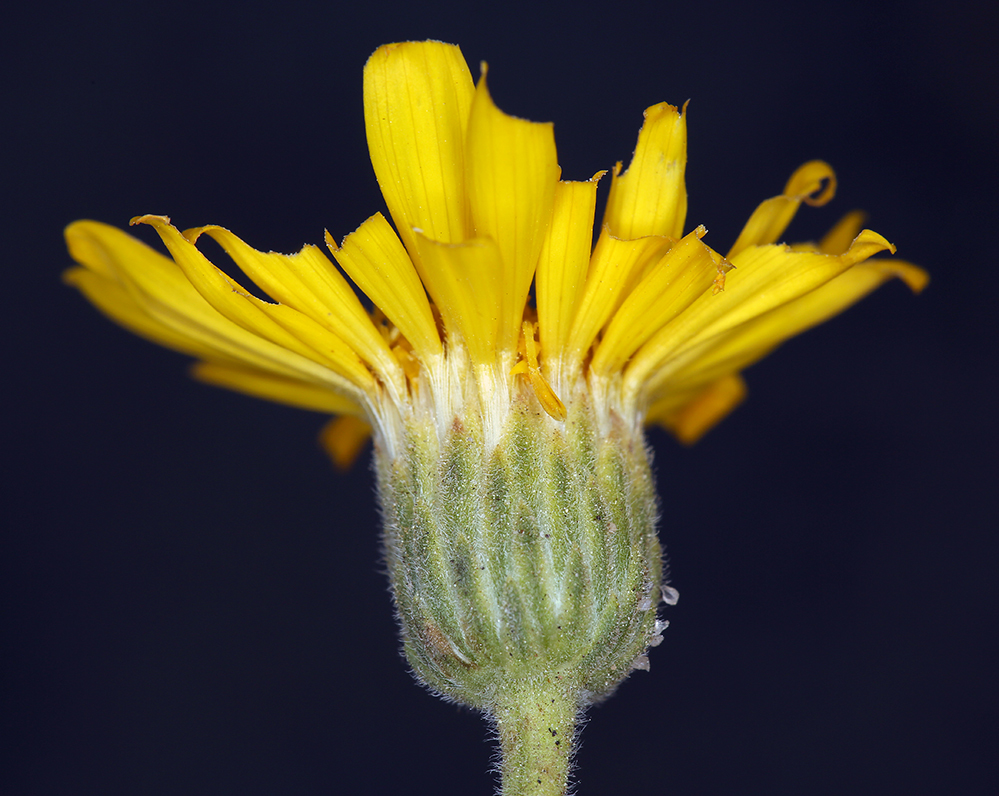 Image of Spokane false goldenaster