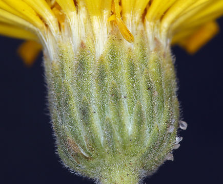 Image of Spokane false goldenaster