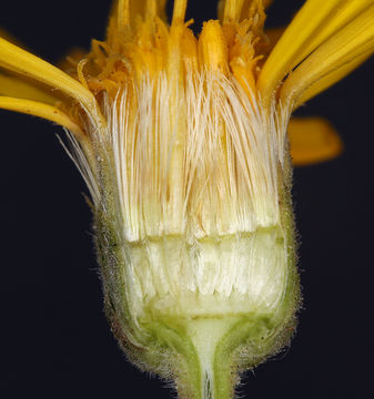 Image of Spokane false goldenaster