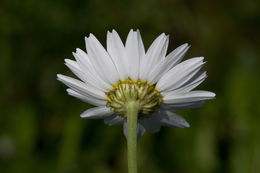 Anthemis arvensis L. resmi