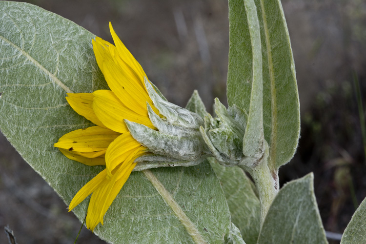 Image of woolly mule-ears