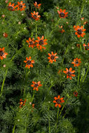 Image of summer pheasant's eye