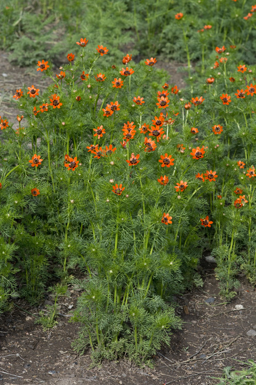 Image of summer pheasant's eye