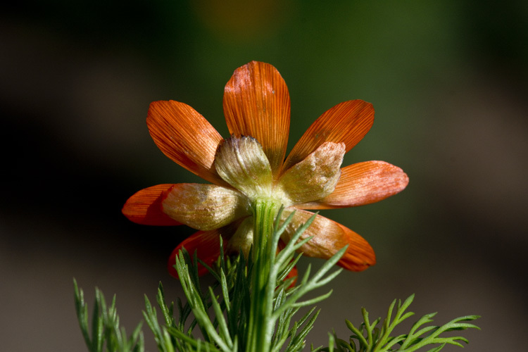 Image of summer pheasant's eye