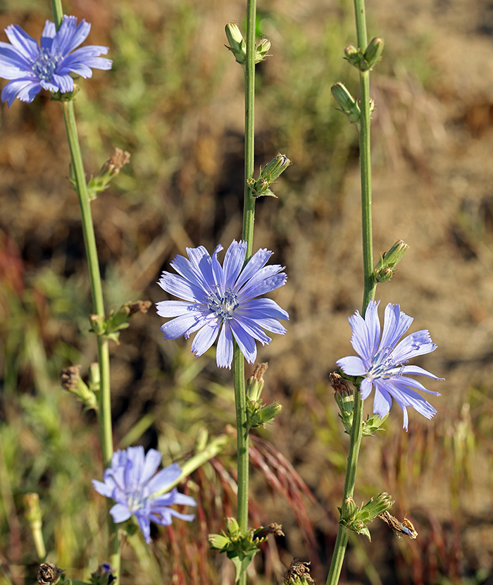 Image of chicory