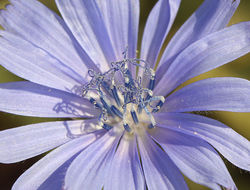 Image of chicory