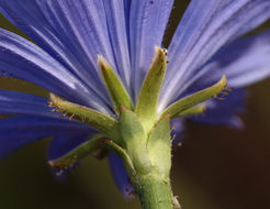 Image of chicory