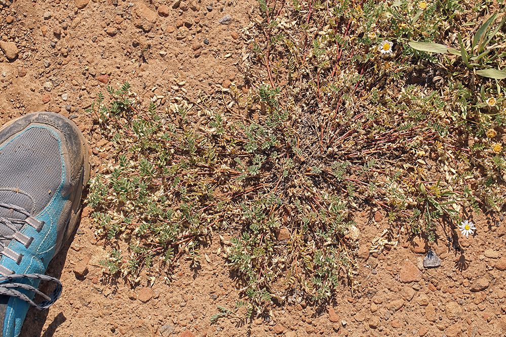 Sivun Astragalus lentiformis A. Gray kuva