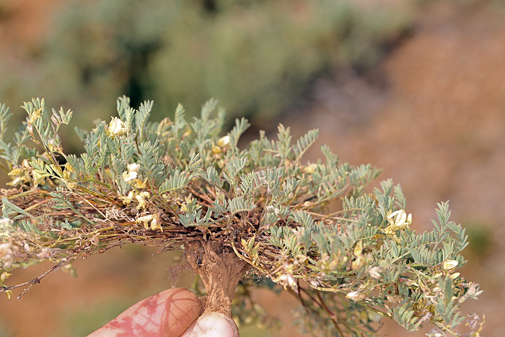 Sivun Astragalus lentiformis A. Gray kuva