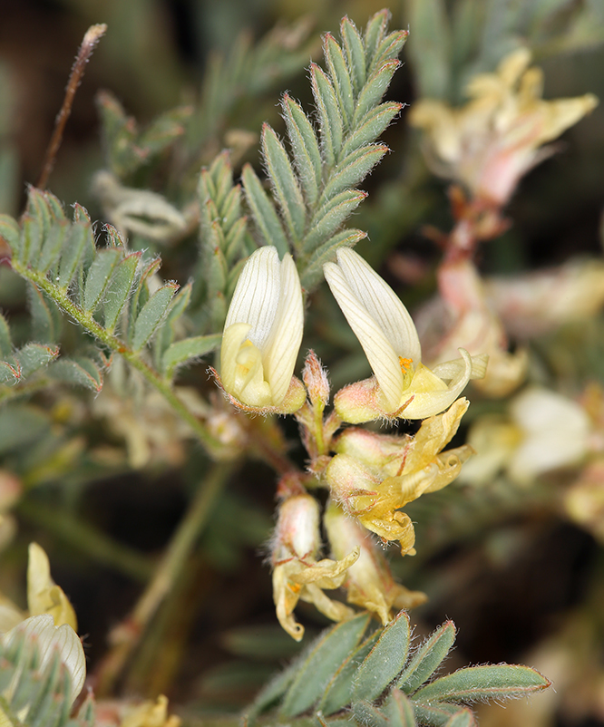 Sivun Astragalus lentiformis A. Gray kuva