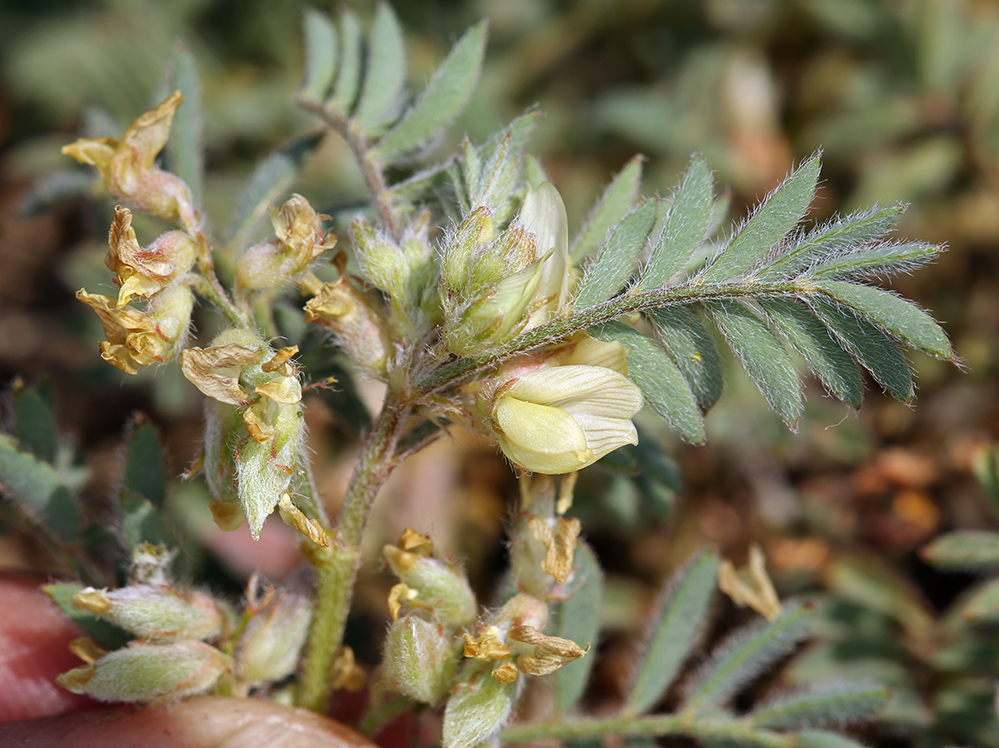 Sivun Astragalus lentiformis A. Gray kuva