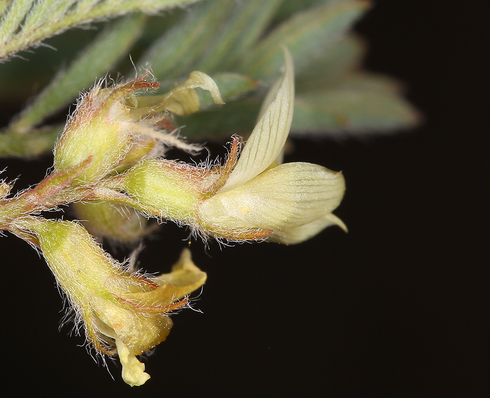 Sivun Astragalus lentiformis A. Gray kuva