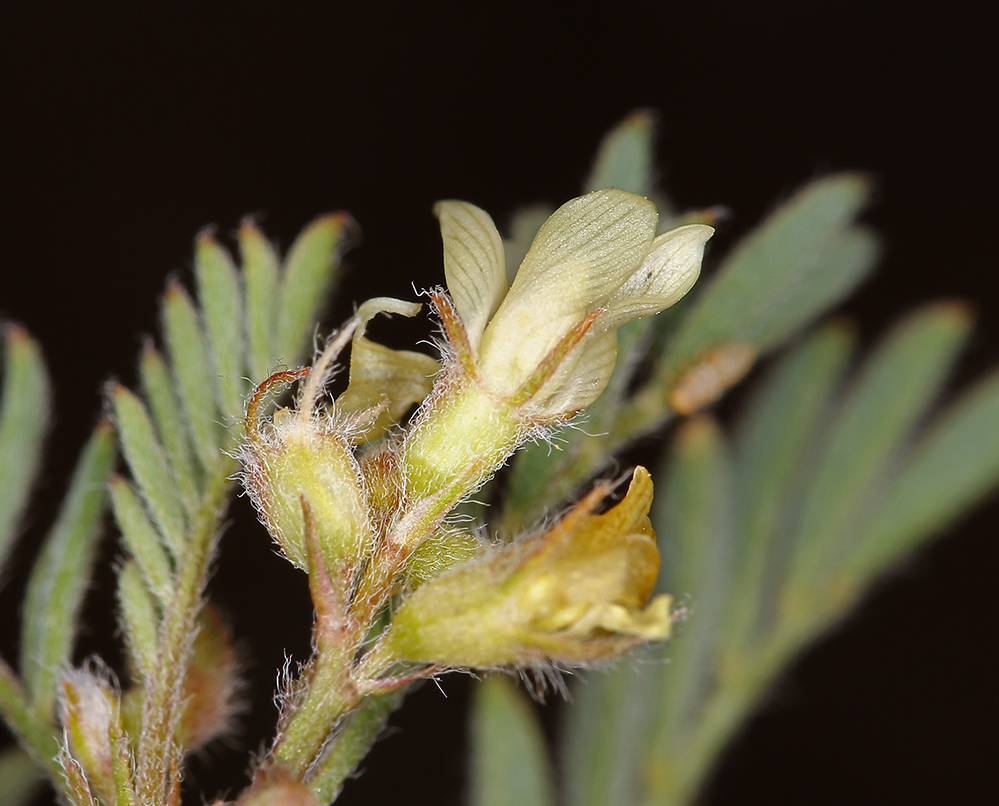 Sivun Astragalus lentiformis A. Gray kuva