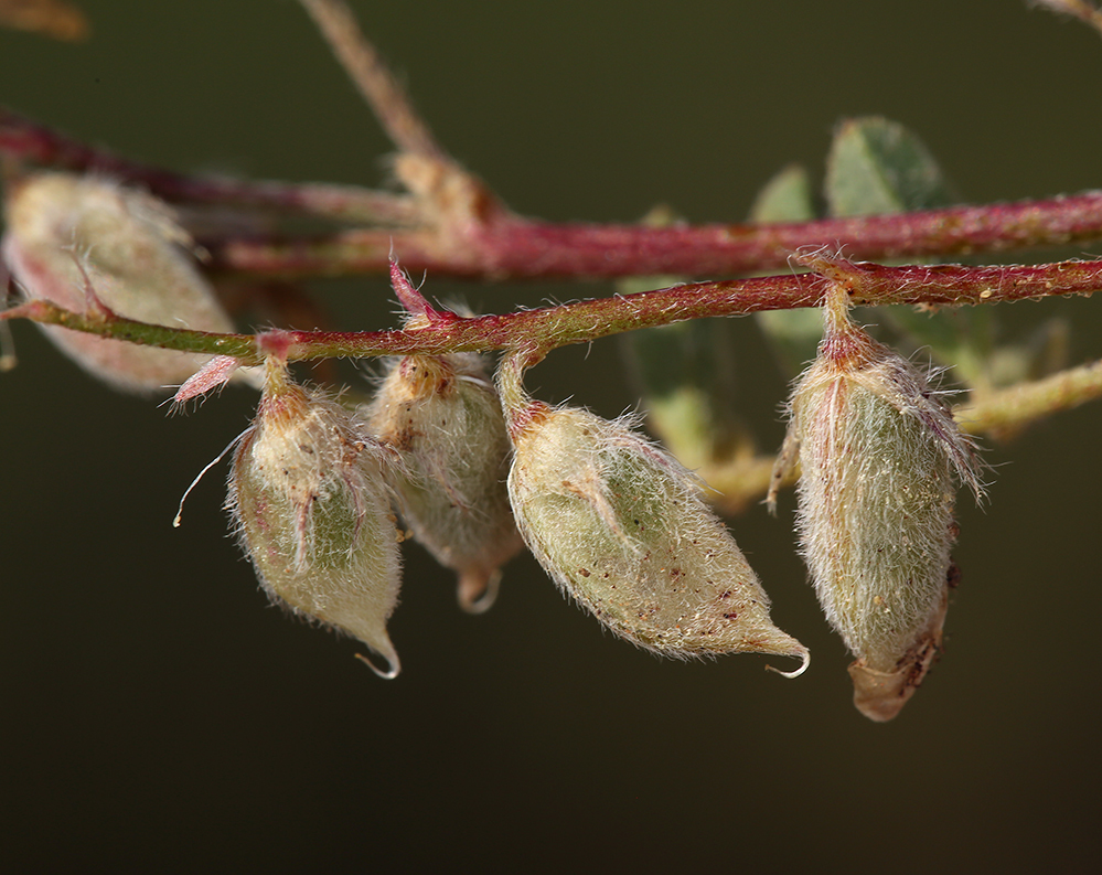 Sivun Astragalus lentiformis A. Gray kuva