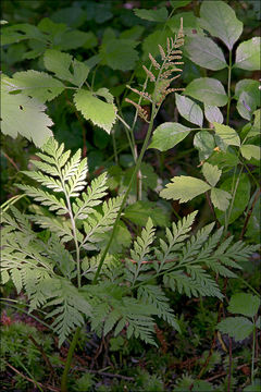 Image of rattlesnake grape-fern