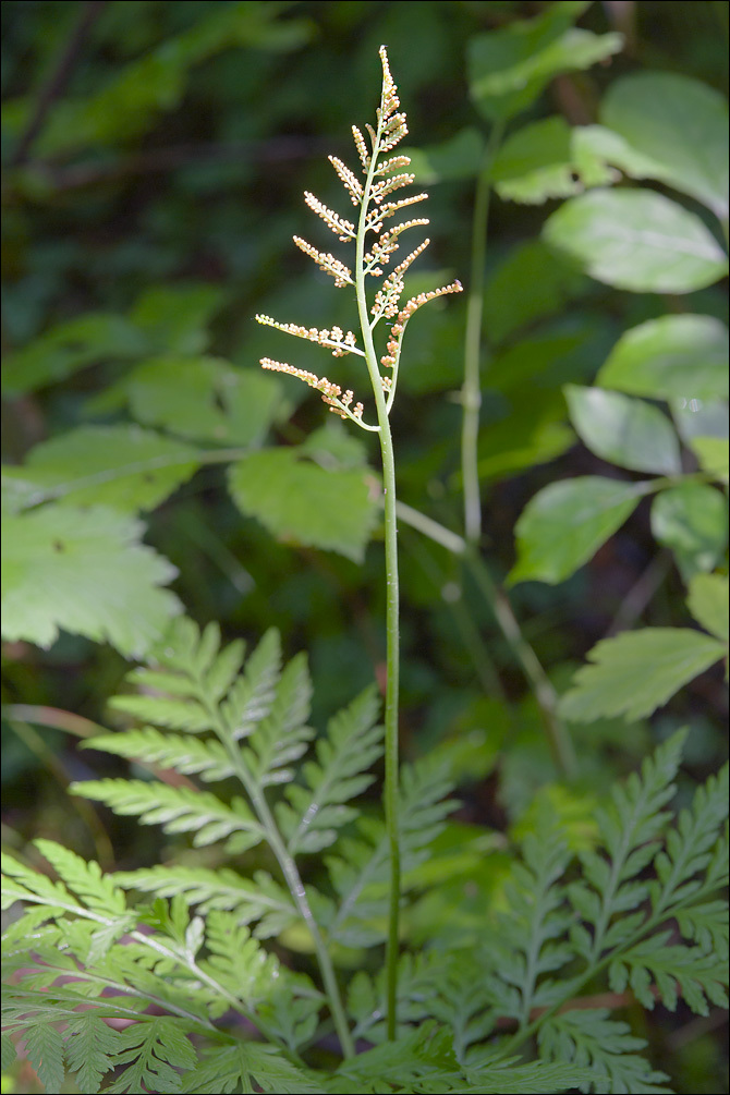 Image of rattlesnake grape-fern