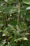 Image of rattlesnake grape-fern