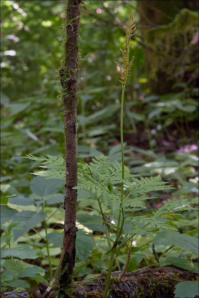 Image of rattlesnake grape-fern