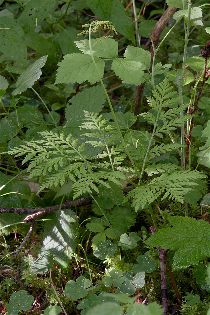 Image of rattlesnake grape-fern