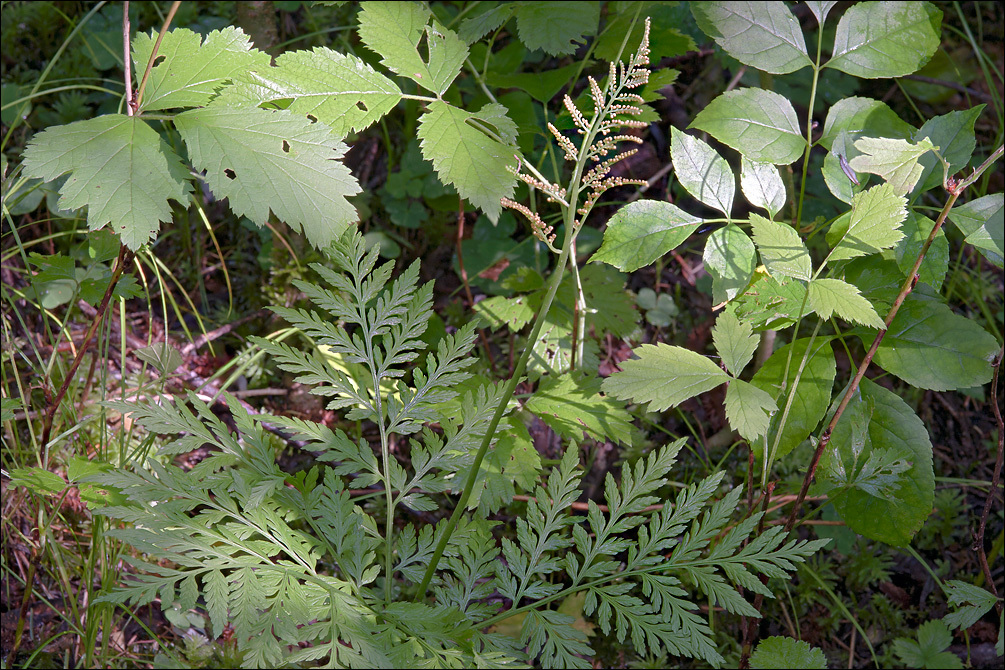 Image of rattlesnake grape-fern