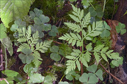 Image of rattlesnake grape-fern