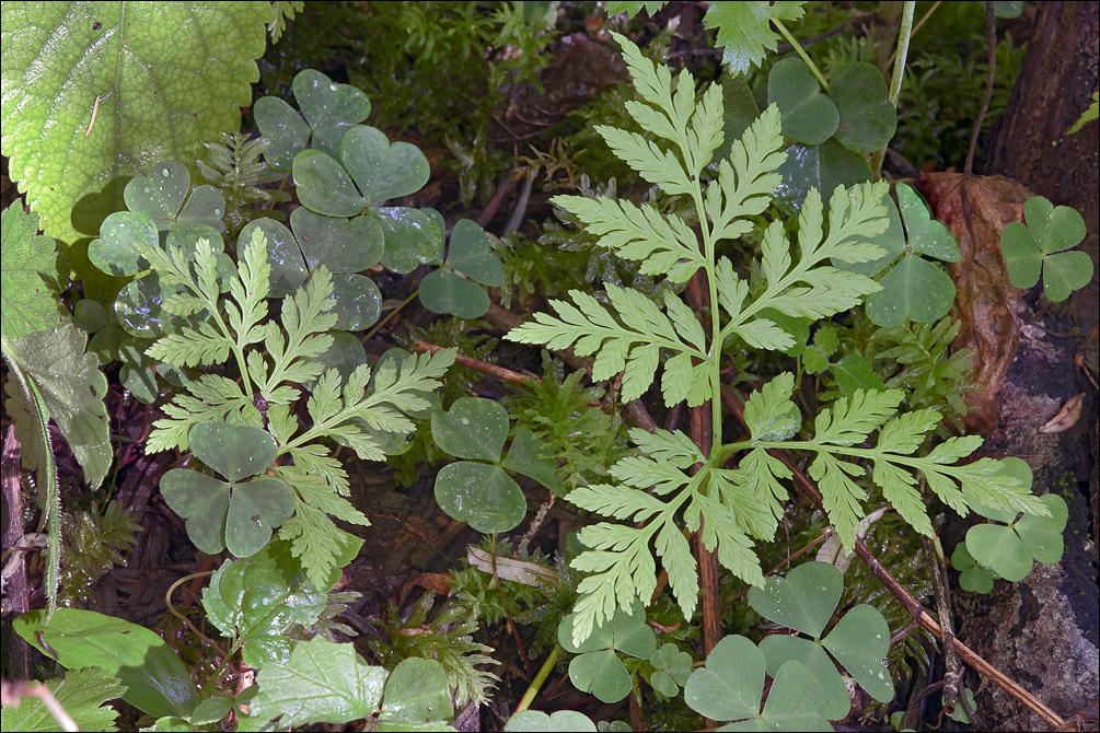 Image of rattlesnake grape-fern