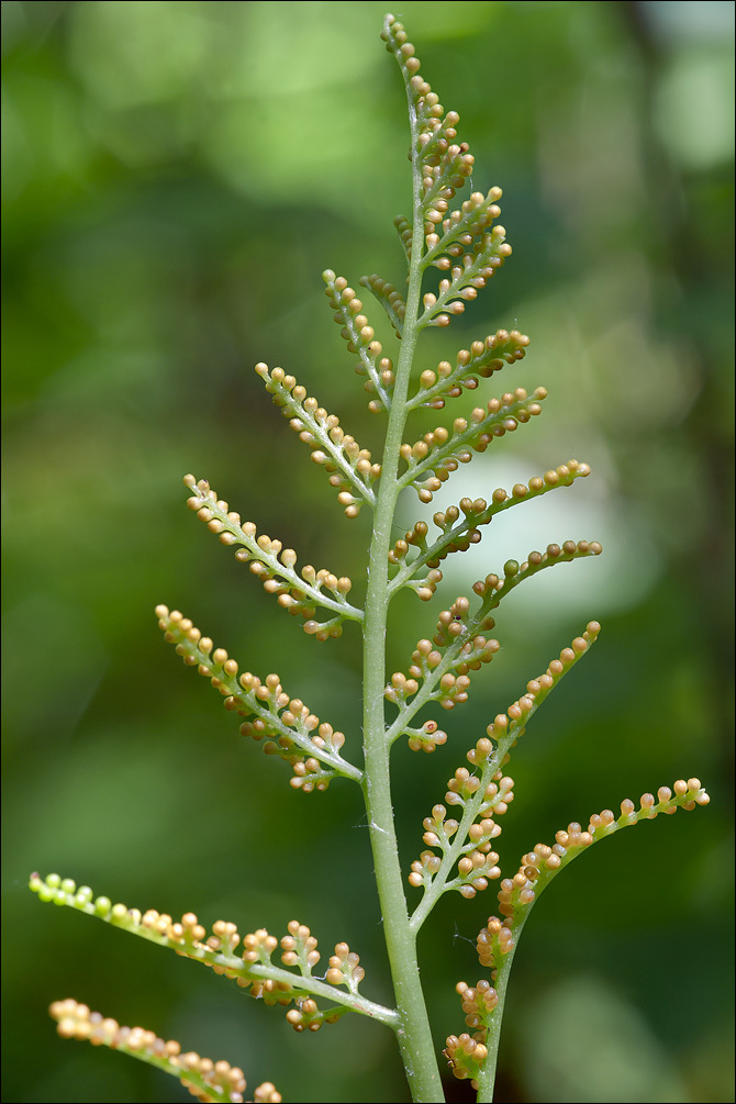 Image of rattlesnake grape-fern