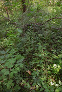 Image of rattlesnake grape-fern