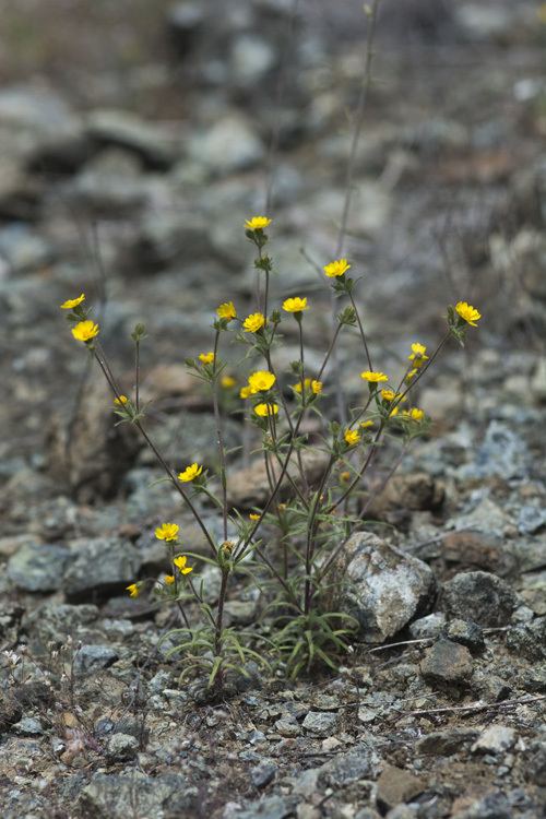 Image of tarweed