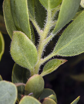 Image of Klamath manzanita