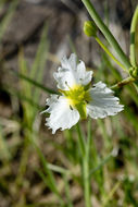 Image of California damsonium