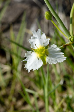 Image of California damsonium