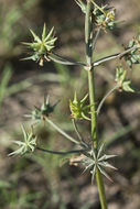 Image of California damsonium