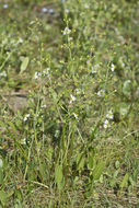 Image of California damsonium