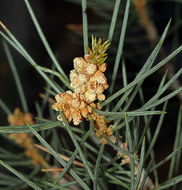 Image of singleleaf pinyon