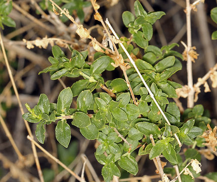 Image of <i>Keckiella <i>rothrockii</i></i> var. rothrockii