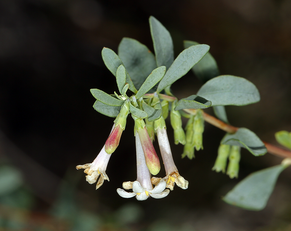 Image of desert snowberry