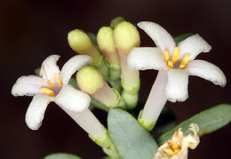 Image of desert snowberry