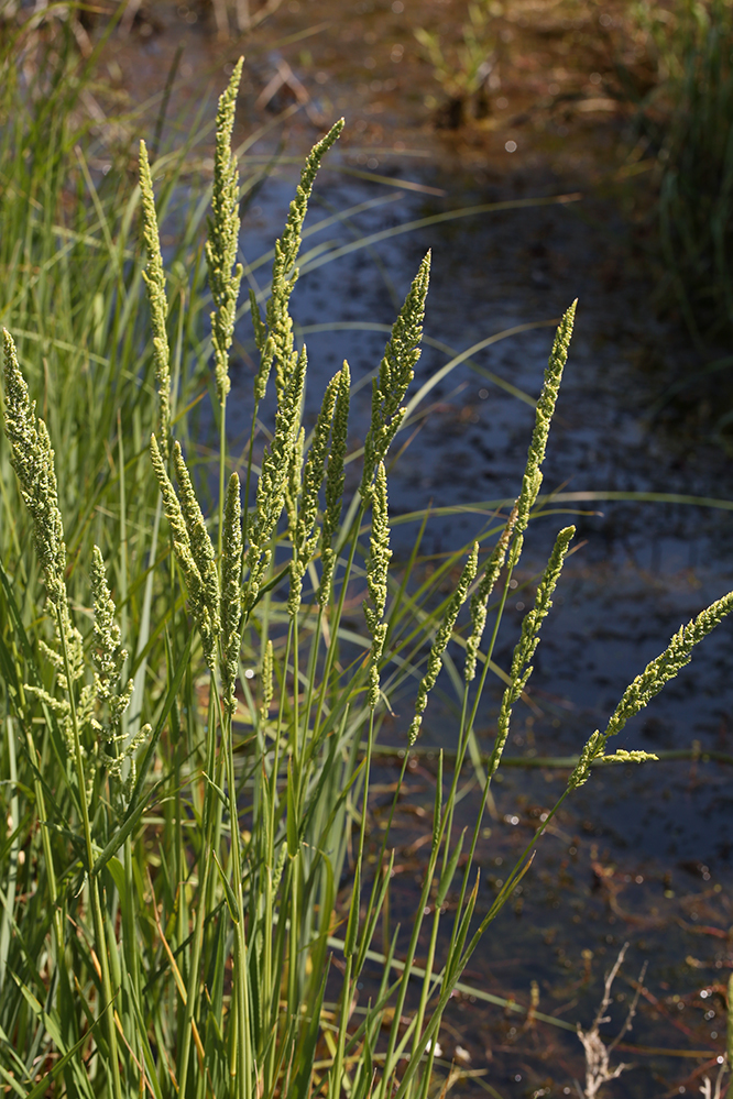 Image of American sloughgrass