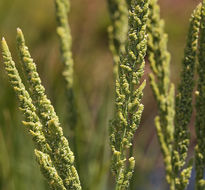 Image of American sloughgrass