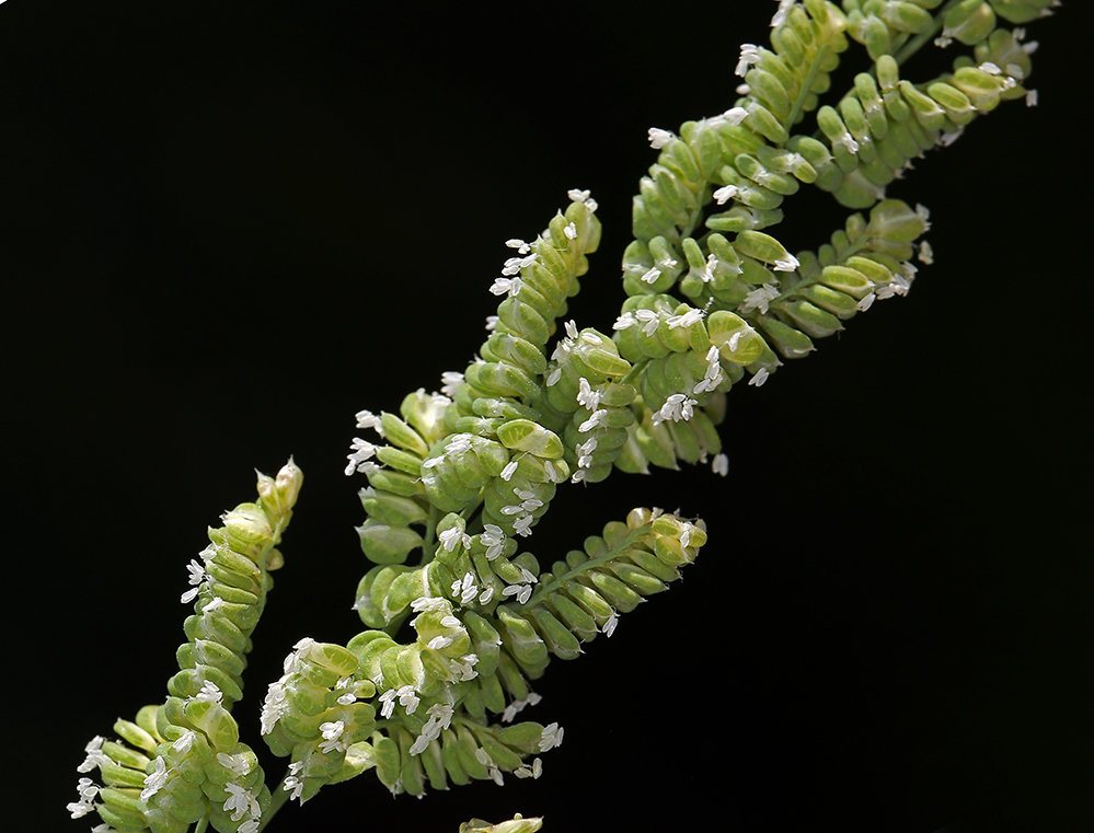 Image of American sloughgrass