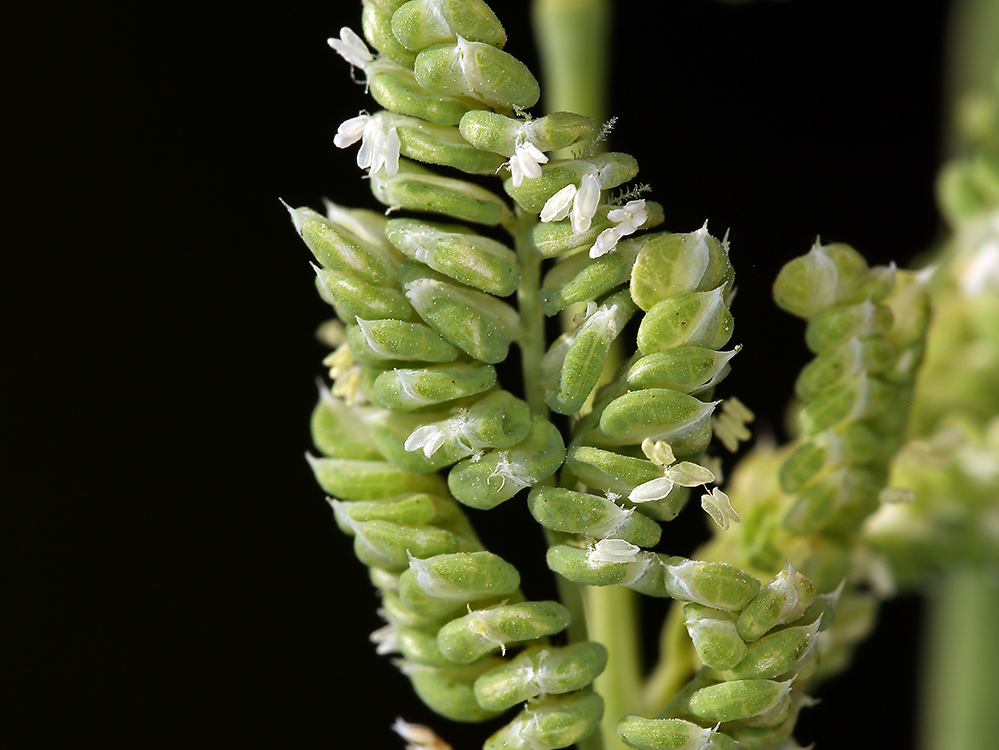 Image of American sloughgrass