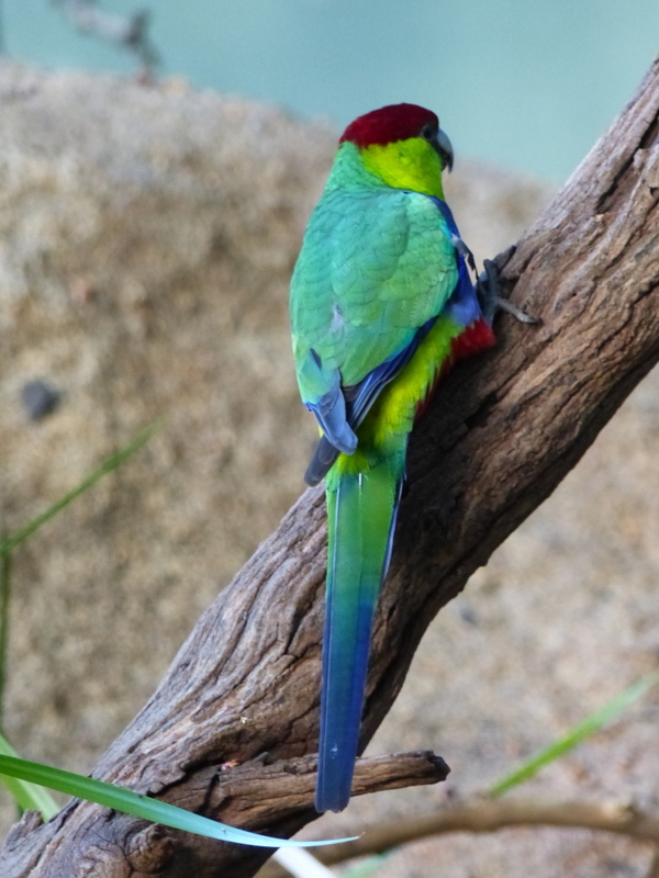 Image of Pileated Parakeet