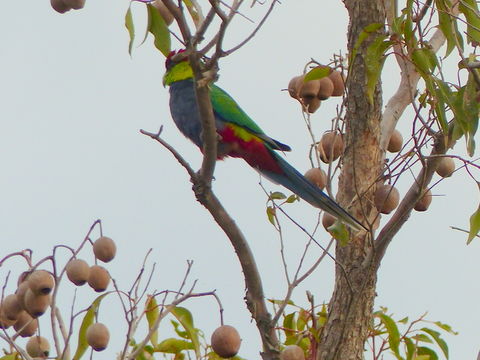 Image of Pileated Parakeet