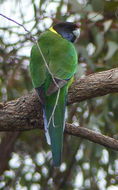 Image of Australian Ringneck