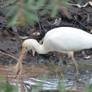 Imagem de Platalea flavipes Gould 1838