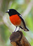 Image of Scarlet Robin