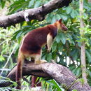 Image of Goodfellow's Tree-kangaroo