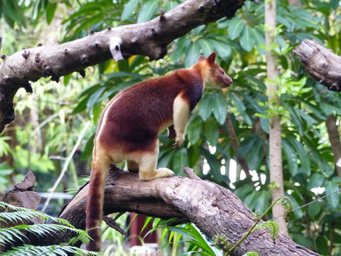 Image of Goodfellow's Tree-kangaroo