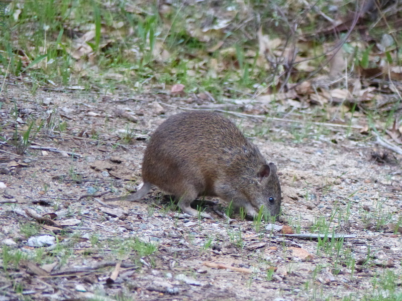 Image of Nuyts Southern Brown Bandicoot